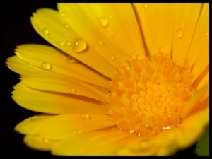 Skin Care Naturally