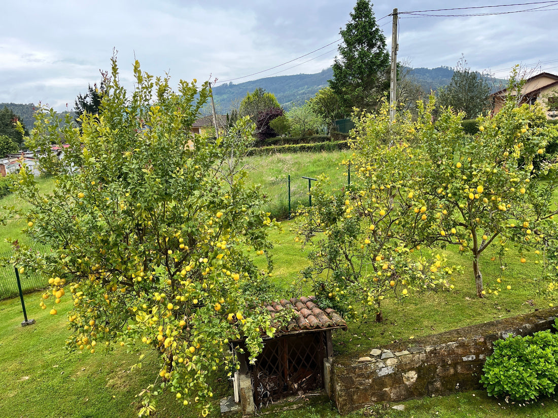 Let's take a dive into Lemons. Lemon History and uses as cuisine and medicine.