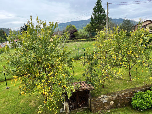 Let's take a dive into Lemons. Lemon History and uses as cuisine and medicine.