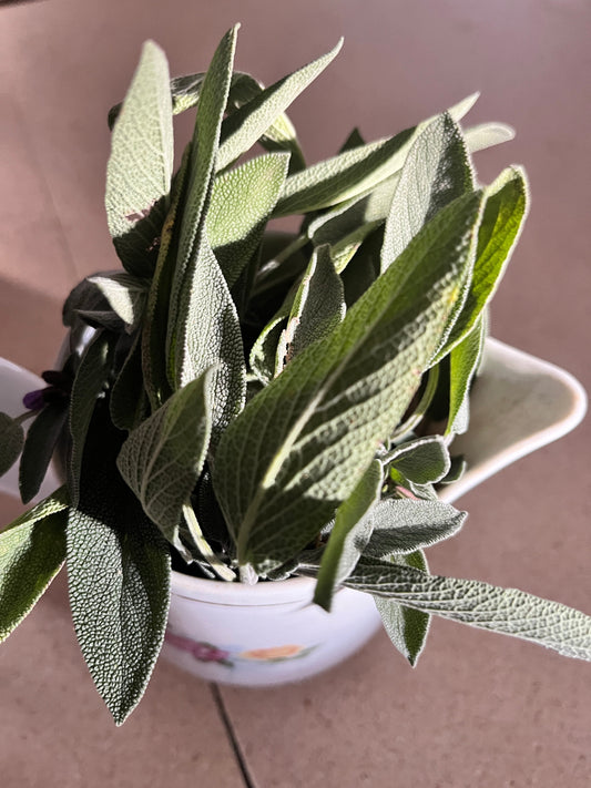 The Sages Use Sage. Epic for whole body wellness