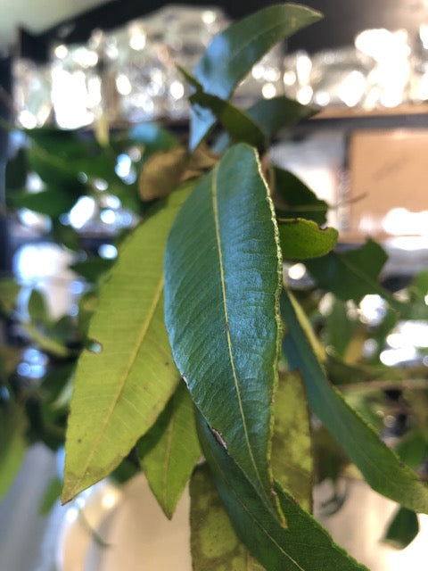 Easy Lemon Myrtle bush medicine to make at home