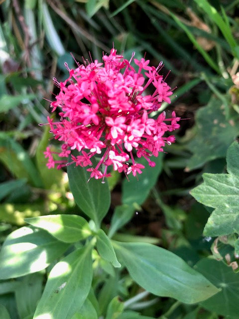 Valerian tea to relax your mind, body and soul!