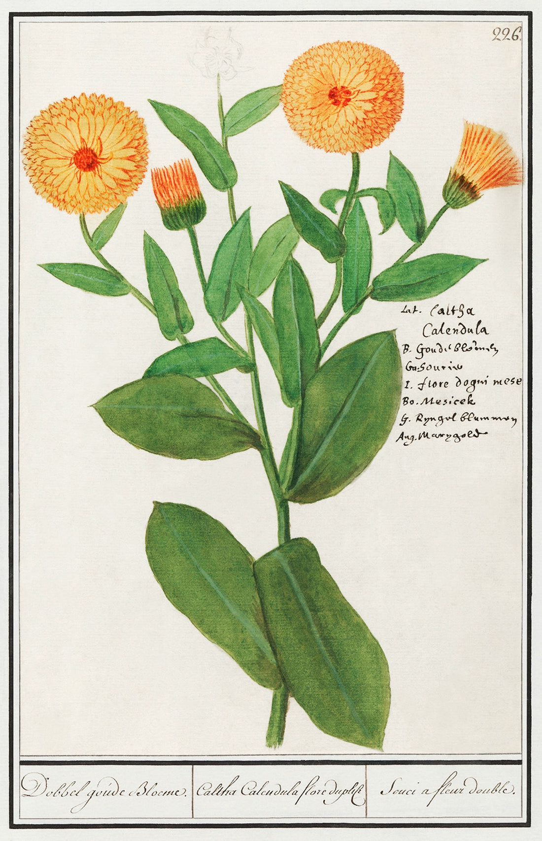 How much we love Calendula for healing