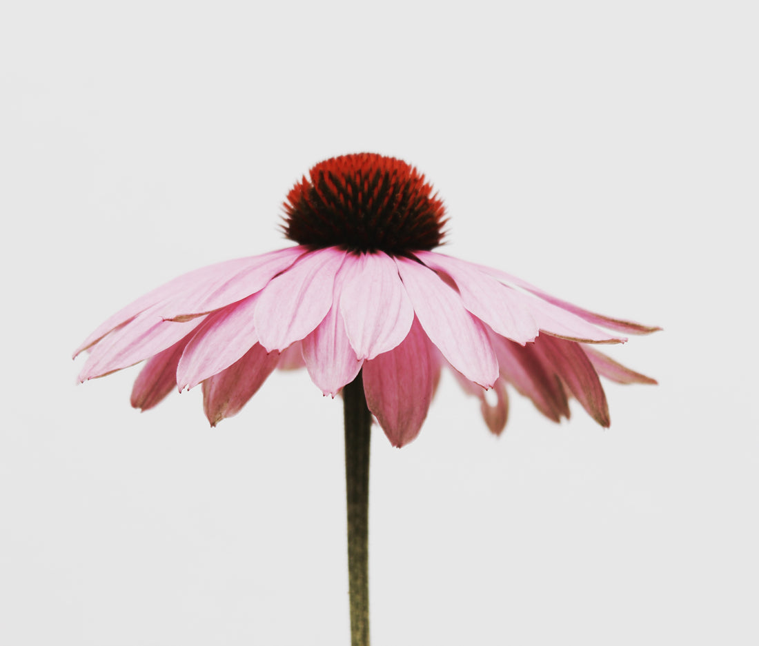 Warming herbal combos for wintertime wellness