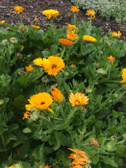 Calendula fun this weekend in Yandina. Come and join me.