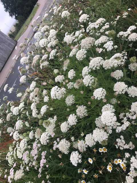 The ancient medicine called yarrow!