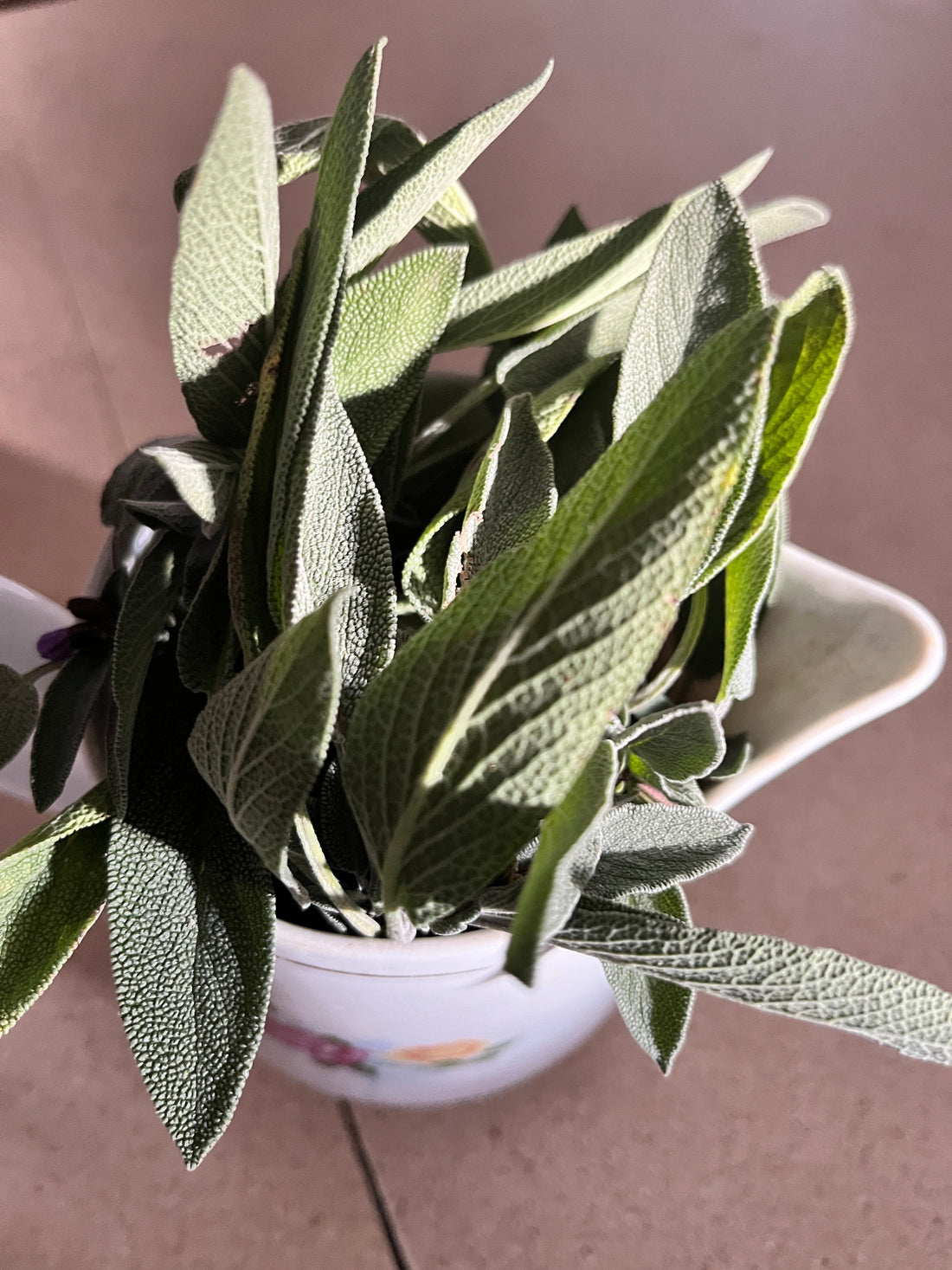 The Sages Use Sage. Epic for whole body wellness