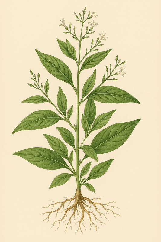 Say Hello to Andrographis—The King of Bitters and Your Winter Wellness Ally