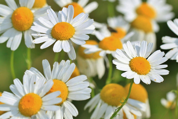 Soothing Chamomile.... our herb of pure calm!