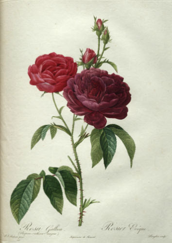 Roses as medicine is ancient and perfect for these times too!
